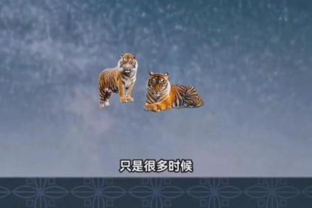 1994年出生的属虎人，命运与性格解析