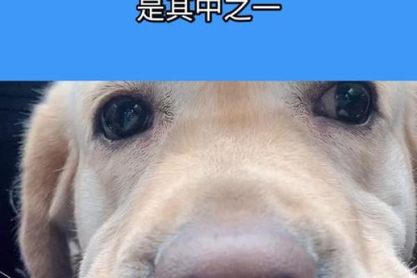 1952年属狗的命运解析：揭秘汪星人的人生轨迹与生活智慧