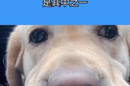1952年属狗的命运解析：揭秘汪星人的人生轨迹与生活智慧