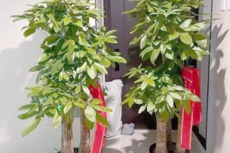命理缺水者如何选择合适的植物以提升运势与健康