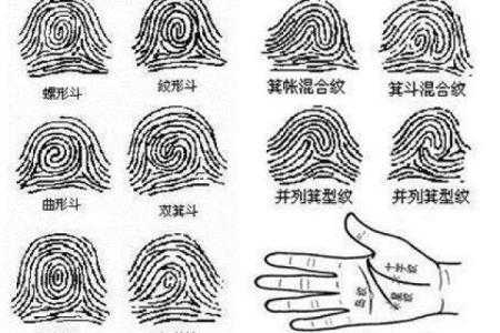 揭秘女人右手斗——命运与性格的关系深度分析