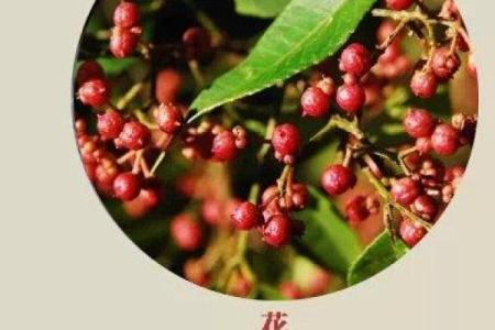 花椒木命的职业选择：探索你的潜力与发展之路
