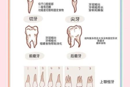 女人32颗牙齿之命运解析：牙齿与人生的神奇关联