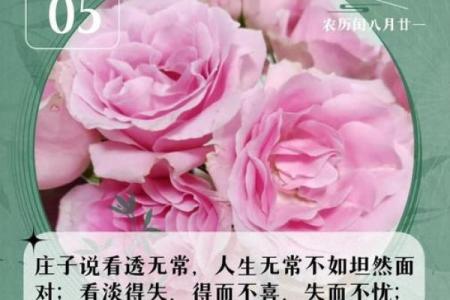 潇洒命：畅享生活的自由与从容之道
