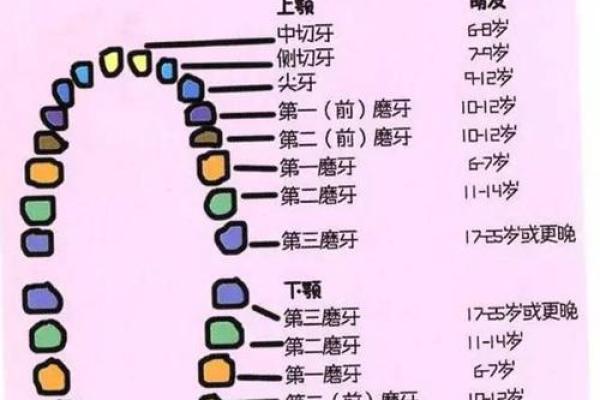 探索26颗牙齿背后的命运与智慧