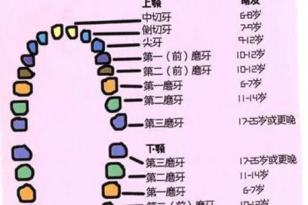 探索26颗牙齿背后的命运与智慧