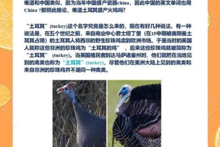 探索2017年出生的“火鸡”命运与性格特征