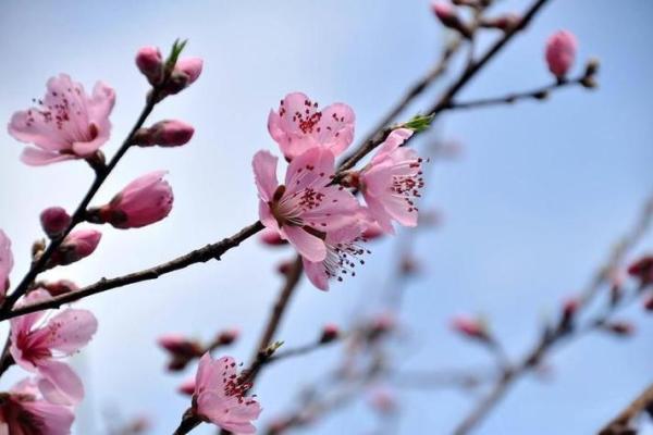 句句桃花带来春，情感之路如何走？