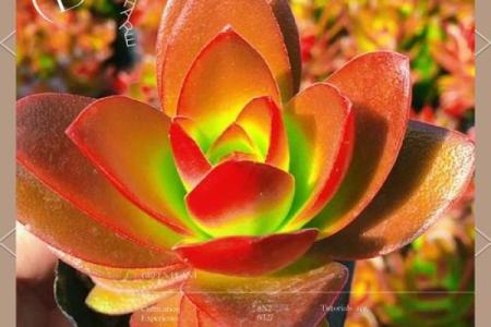 太阳火命与植物的完美搭配，如何选择适合的盆栽？