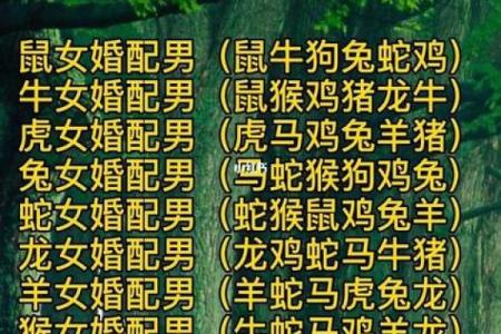 1996年属何命？揭开婚配秘诀与命理之谜！