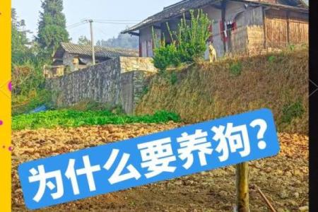 狗子：用生命守护我们的忠诚伙伴与家人