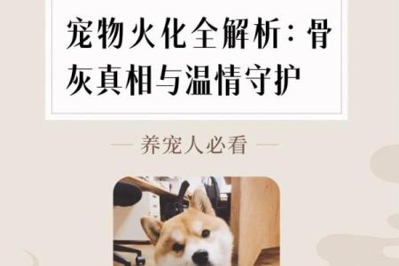天上火命的人适合养什么宠物？探讨火命与宠物的完美结合！