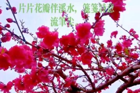 烂命桃花女孩：爱情与成长的绚烂花瓣
