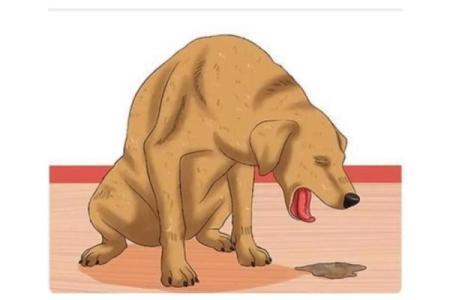 如何判断自己的命是否适合养宠物？