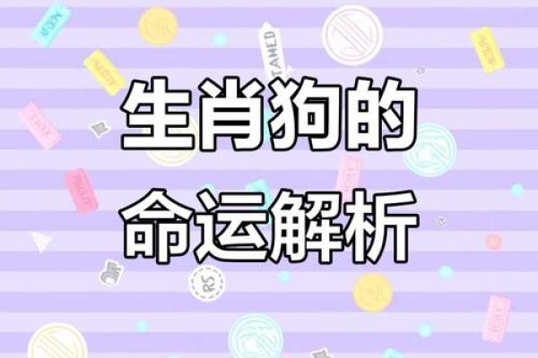 1982年出生的人属狗，命理揭秘与人生财富之路