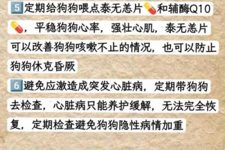 探秘28岁狗狗的命运：你的毛孩是否能享受幸福长寿？