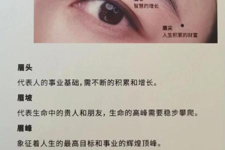 孩子眉毛的命理解读：从眉毛看性格与运势的奥秘