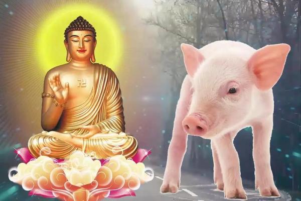 1983年属猪的人命运揭秘：人生旅途中的精彩与挑战