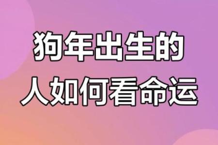 2015年属狗的命运解析：运势、性格与未来展望