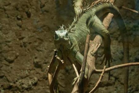 揭开1993年出生命运的神秘面纱，深度解读你的命格特征！