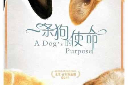 1994年属狗：忠诚的守护者与无畏的冒险家
