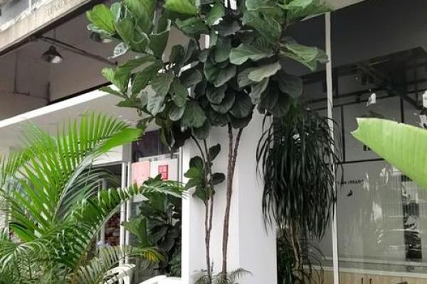 龙须树的命运：揭秘不能养活的秘密！