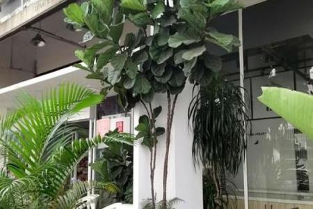 龙须树的命运：揭秘不能养活的秘密！