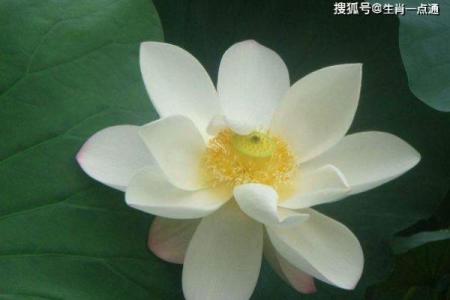 揭秘寡妇命：哪些生肖女性容易被贴上这一标签？