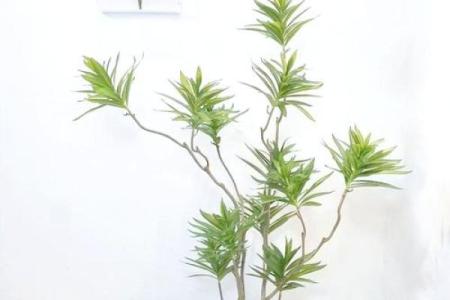 金命房间植物推荐：提升运势与居家氛围的绿意之选