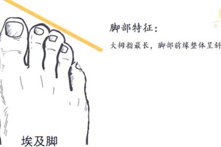 怎样通过脚部特征判断一个人的富贵命运