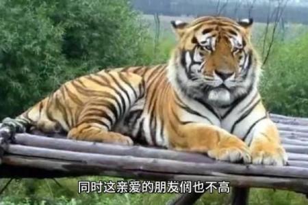 探秘86虎命运背后的深层原因与生存法则