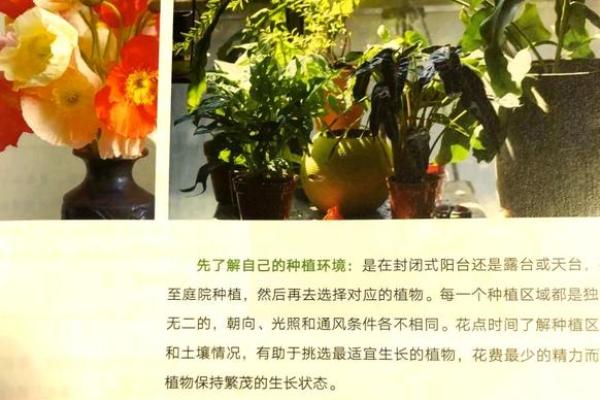 养花的秘密：长得好的花能揭示你的命运与生活哲学