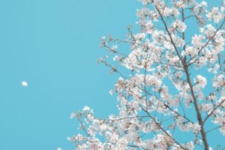 四月的风，带来生机与希望——探秘四月的命理属性与生活启示