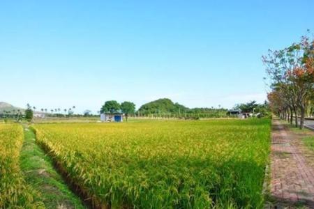 路旁土命的工程适宜选择与发展研究