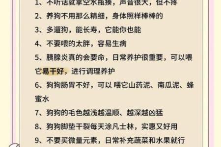 适合养狗的人群解析：哪些命理特征让你与狗狗更匹配？