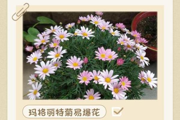 农村土命适合养什麼？揭秘最适合的养殖方式！