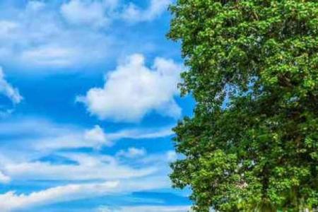 如何提升大林木命的运势，缺什么该如何养护？