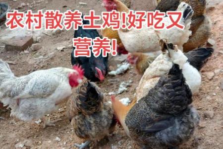 农村土命适合养什麼？揭秘最适合的养殖方式！