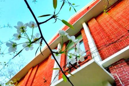 梨花命：如梨花般纯洁，却又香暖人心的命理解读