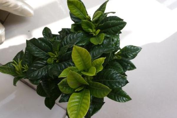 火命人的花木选择：幸运的植物伴侣与生活调和之道
