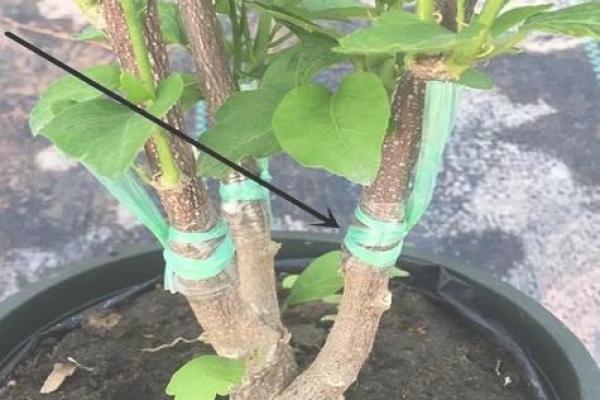 火命人的花木选择：幸运的植物伴侣与生活调和之道