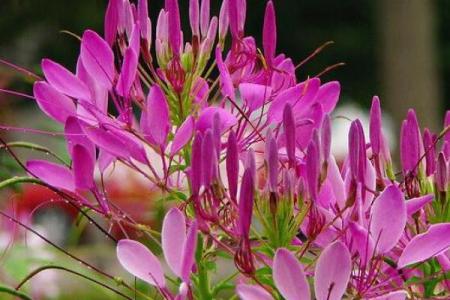 水牛命家庭居住环境的吉祥摆放与好运秘籍