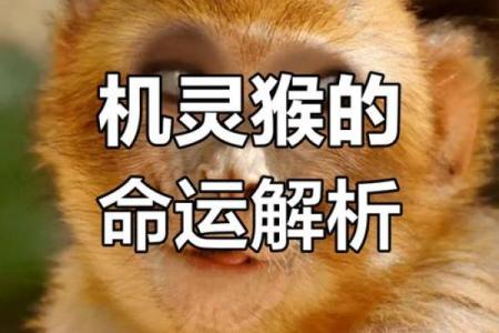 80年猴的命运与星座解析：揭开你的神秘人生历程