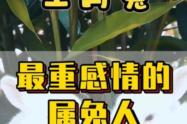 2023年：27岁属兔的生肖命运与人生启示