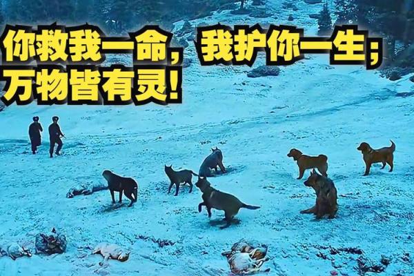 在绝望中寻找光明：念什么神仙可以救我命？