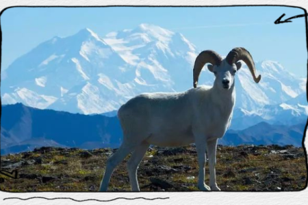 2020年属羊人的命运分析：挑战与机遇并存的生活旅程