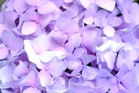 探寻爱、命与花的深邃内涵与人生寓意