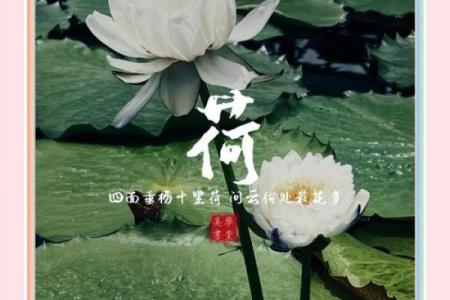 女生荷花命：优雅与坚韧的完美结合，探寻内心的宁静与智慧