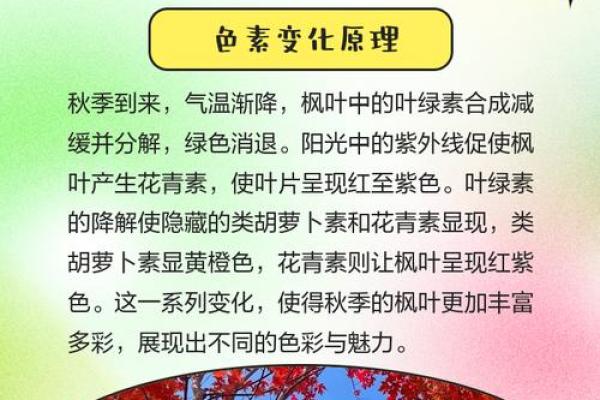 为什么我的命运不适合养红枫花？探寻其中的奥秘与技巧