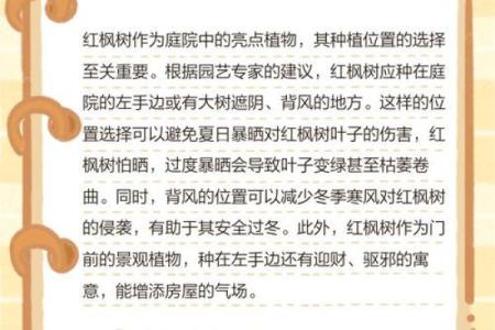 为什么我的命运不适合养红枫花？探寻其中的奥秘与技巧